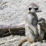 Le Bioparc de Genève, qui accueille notamment des suricates photographiés en juin 2023, est à l'étroit à Bellevue. Le nouveau projet, qui devrait voir le jour à Belle-Idée à Thônex, soulève quelques réticences de la part du canton (archives). KEYSTONE/MARTIAL TREZZINI